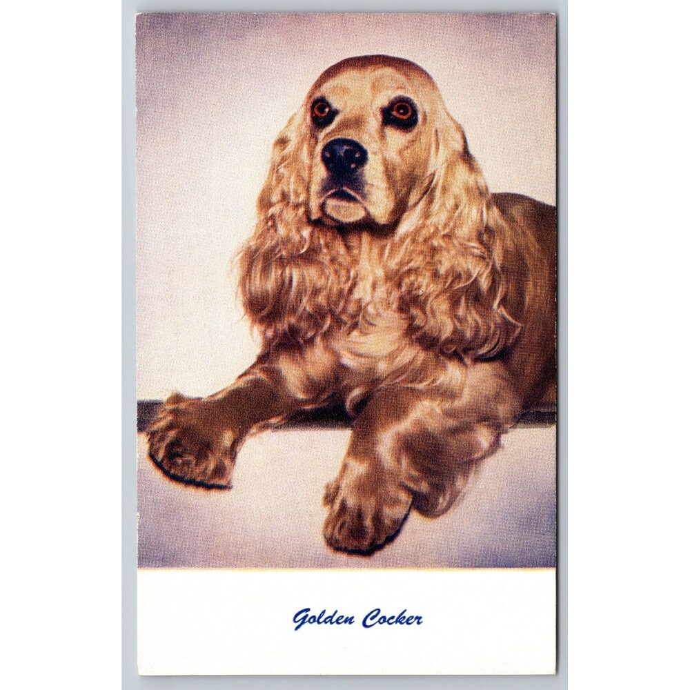 Vtg Golden Cocker Spaniel Dog Postcard Standard Arts Berkeley CA No. 89 Unused